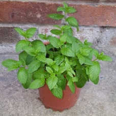 mint-plant